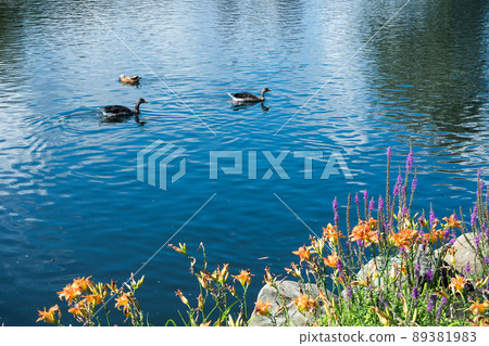 lake shore with flowers, wild ducks swim in water lake shore with flowers, wild ducks swim in water 89381983