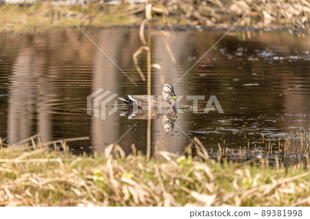 Waterside caesar butterfly 89381998