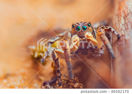 Spider portrait, jumping spider portrait - Aurelius v-insignitus Spider portrait, jumping spider portrait - Aurelius v-insignitus 89382170