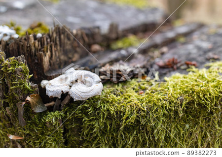 The stump is overgrown with moss. There are mushrooms growing on the beautiful stump. Close-up of a cutted mossy tree The stump is overgrown with moss. There are mushrooms growing on the beautiful stump. Close-up of a cutted mossy tree 89382273