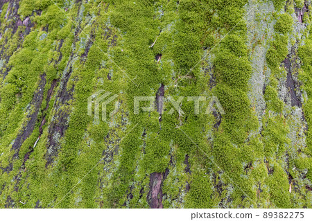 Close up of Moss on tree. Nature life background. Close Up of Tree Bark with Moss Close up of Moss on tree. Nature life background. Close Up of Tree Bark with Moss 89382275