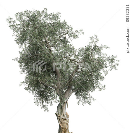 3D Olive tree isolated 3D Olive tree isolated 89382351