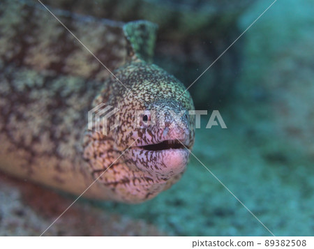 從前面看到的海鰻 89382508