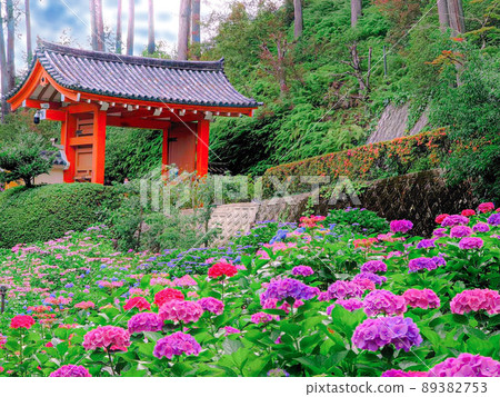八仙花屬花田 89382753