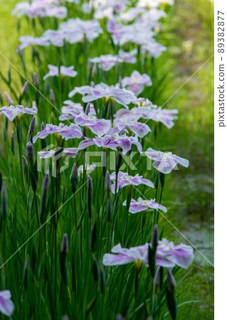 鳶尾花 鳶尾花 89382877