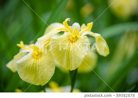 鳶尾花 鳶尾花 89382878