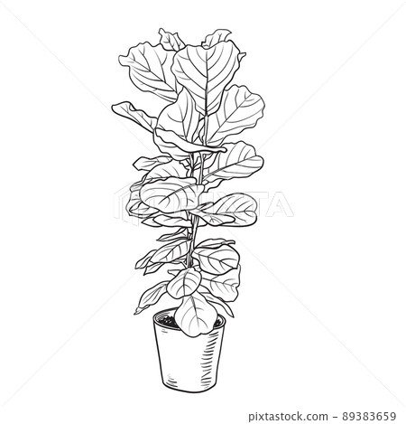 Fiddle Leaf Fig or Ficus Lyrata 89383659
