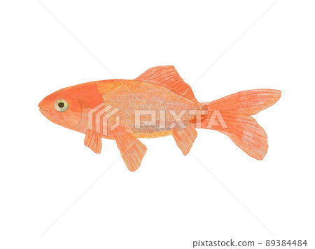 日本金紅白背 89384484