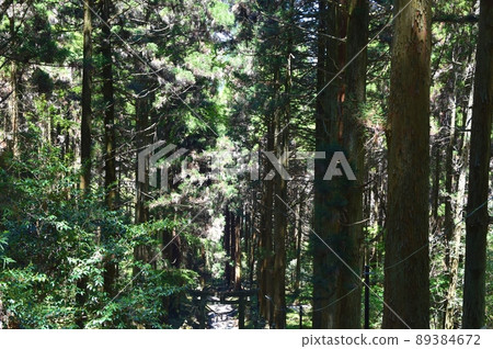 春天上色見熊野座神社熊本 春天上色見熊野座神社熊本 89384672