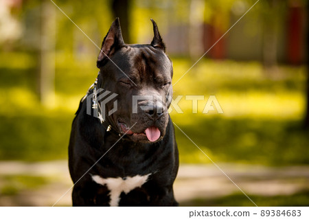 Black American Pit Bull Terrier outdoors Black American Pit Bull Terrier outdoors 89384683