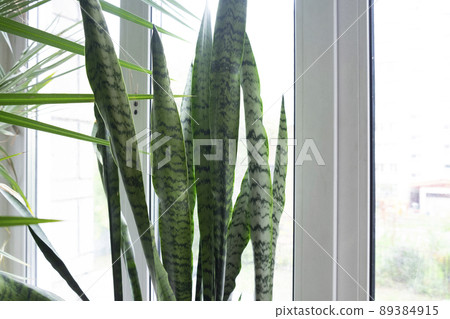 Houseplant Sansevieria on the window of the apartment. Latin name Sansevieria. home garden Houseplant Sansevieria on the window of the apartment. Latin name Sansevieria. home garden 89384915