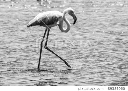 Flamingo walk in shallow water  89385060