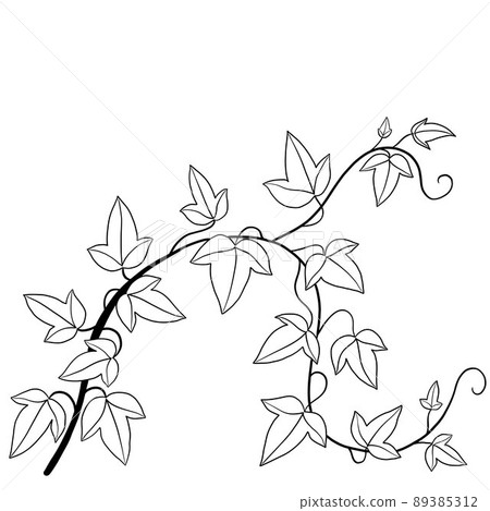Simplicity ivy freehand drawing flat design. 89385312