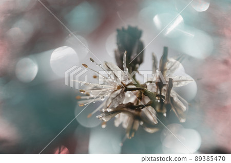 Blossoming tree 89385470