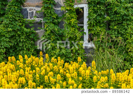The facade of the house is immersed in greenery and yellow flowers, the white windows of the house, rural scene 89386142