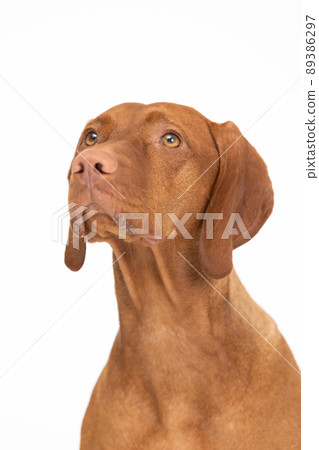 Portrait - front view Female dog. Hungarian Shorthaired Pointed Dog - head. 89386297