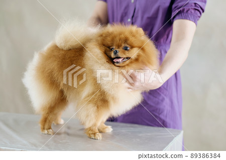 A female groomer demonstrates a haircut of a charming purebred pomeranian in a rack 89386384