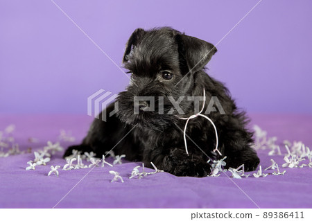 Shnauzer puppy sit on white backround. Young zwergschnauzer. 89386411