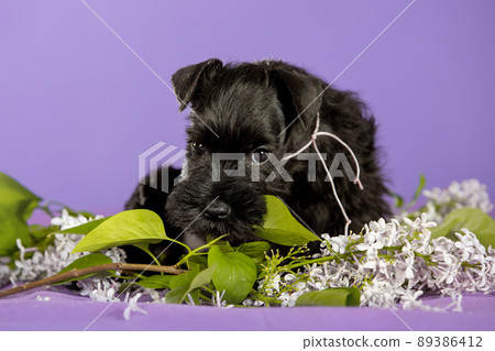 Shnauzer puppy sit on white backround. Young zwergschnauzer. 89386412