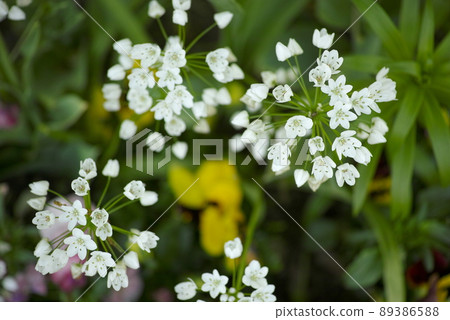 Allium roseum 89386588