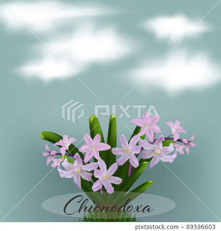 Bouquet of pink chionodoxa flowers on green foliage background, spring poster 89386603
