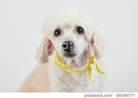 Cute white poodle dog portrait Cute white poodle dog portrait 89386777