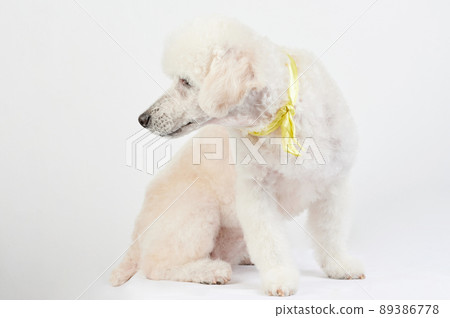 Sit poodle look on side Sit poodle look on side 89386778