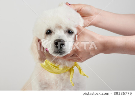 Veterinarian check poodle dog ear Veterinarian check poodle dog ear 89386779