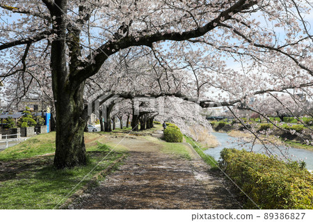 東京八王子市長武町南淺川沿岸的一排櫻花樹 東京八王子市長武町南淺川沿岸的一排櫻花樹 89386827