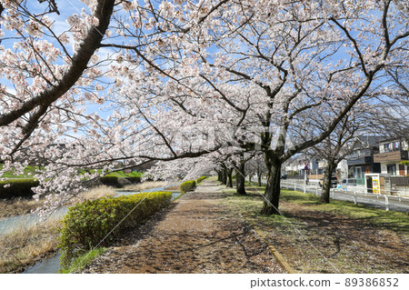 東京八王子市長武町南淺川沿岸的一排櫻花樹 89386852