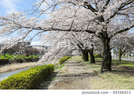 東京八王子市長武町南淺川沿岸的一排櫻花樹 89386853