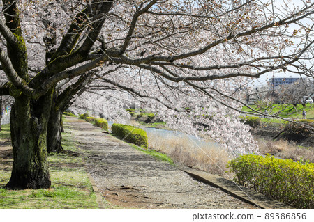 東京八王子市長武町南淺川沿岸的一排櫻花樹 89386856