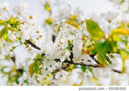 branches of a cherry tree with white flowers. spring garden. 89386900