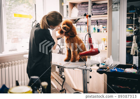 Haircut of the muzzle of a large red dog. 89387313