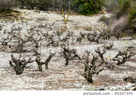 Landscape with cultivated field of old vine in Cyprus mountains in early season Landscape with cultivated field of old vine in Cyprus mountains in early season 89387345