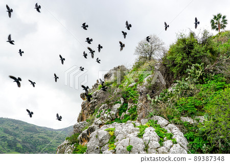 a flock of flying black birds silhouette on a rocky cliffs background a flock of flying black birds silhouette on a rocky cliffs background 89387348