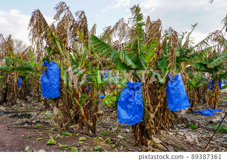 A bunch of green bananas ripens on a palm tree in a plantation in Cyprus A bunch of green bananas ripens on a palm tree in a plantation in Cyprus 89387361