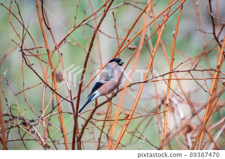 Bullfinch, pyrrhula pyrrhula, sitting on a branch branch with green buds in the spring. Bullfinch, pyrrhula pyrrhula, sitting on a branch branch with green buds in the spring. 89387470