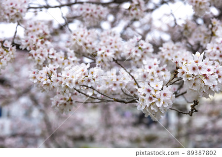 Sakura in full bloom with cloudy flowers [Spring image] 89387802