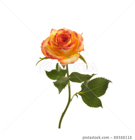 Beautiful orange rose isolated on white background. Beautiful orange rose isolated on white background. 89388118