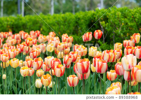 Close-up of white blooming tulips. Blurred background. 89388968