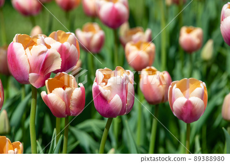 White and pink tulips on a green lawn in a city park. 89388980