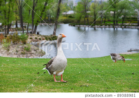 Gray geese on a green lawn in a city park 89388981