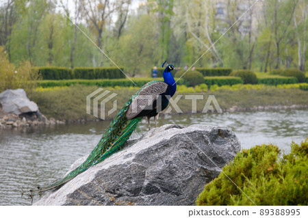 A beautiful peacock stands on a huge stone in a city park 89388995