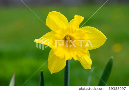 Close-up of yellow daffodil in the nature. Blurred background. 89388997