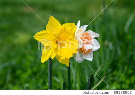 White and yellow daffodil in the nature 89388998