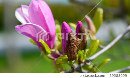 Branch of blooming magnolia with young buds 89388999