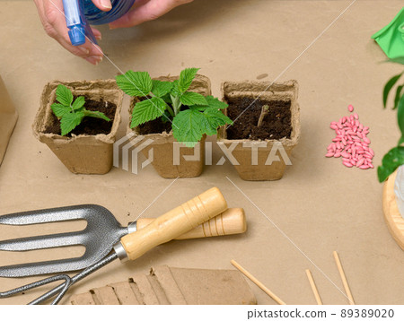 A woman at home is watering plants in paper cups. Growing plants and vegetables at home A woman at home is watering plants in paper cups. Growing plants and vegetables at home 89389020