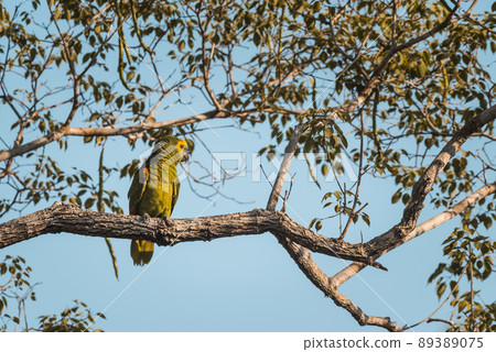 Turquoise fronted Amazon, Panpanal, Brazil 89389075