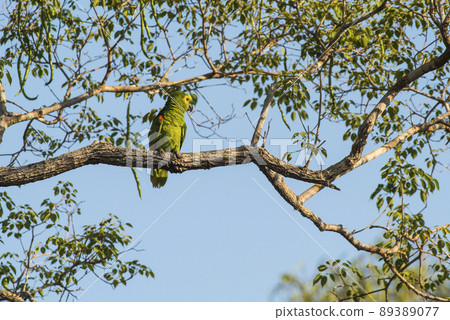 Turquoise fronted Amazon, Panpanal, Brazil 89389077